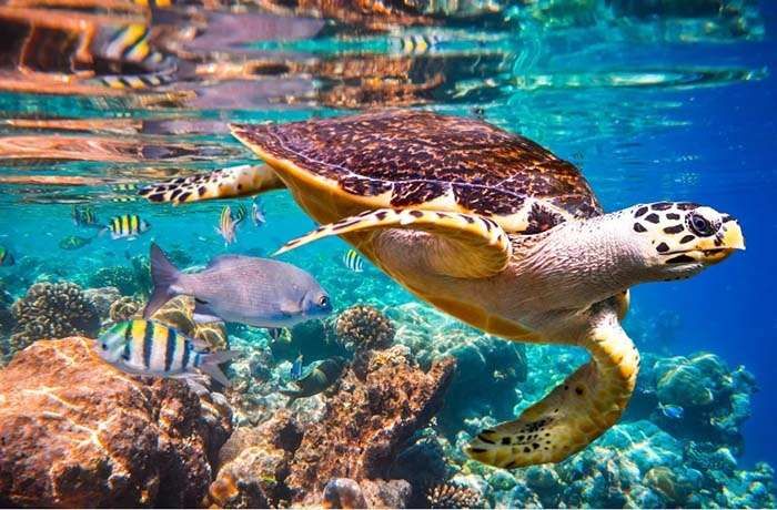 SNORKELING TRIP AT PORT GHALIB MARINA FROM MARSA ALAM