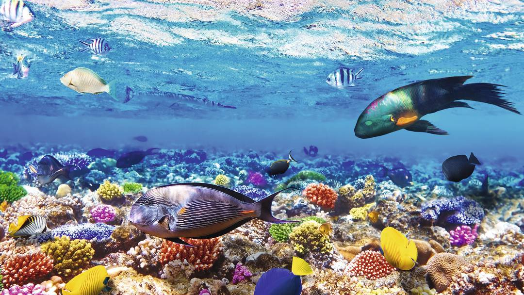 SHARM EL LULI SNORKELING TOURS FROM MARSA ALAM TOURS